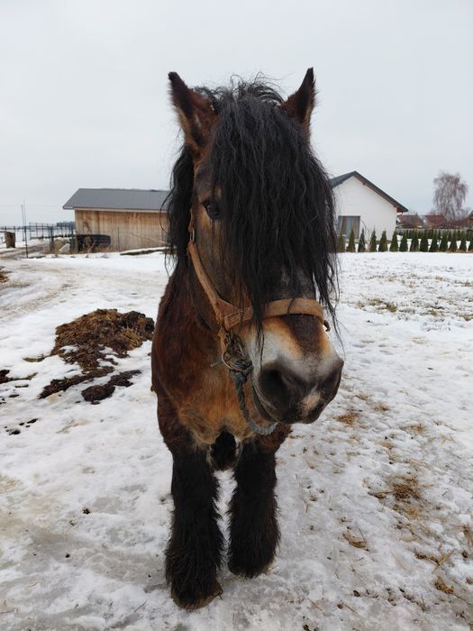 Ogier z licencja PKZ