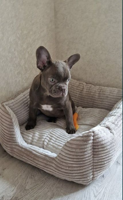 Лежанка для улюбленців “Квадрат “