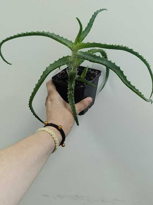 Гиппеаструм красный, алое