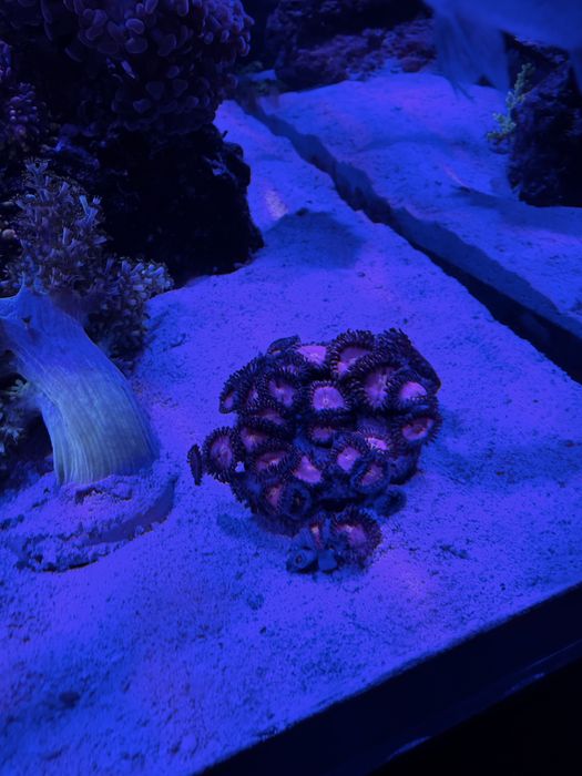 Zoanthus zoa fioletowe koralowce szczepki
