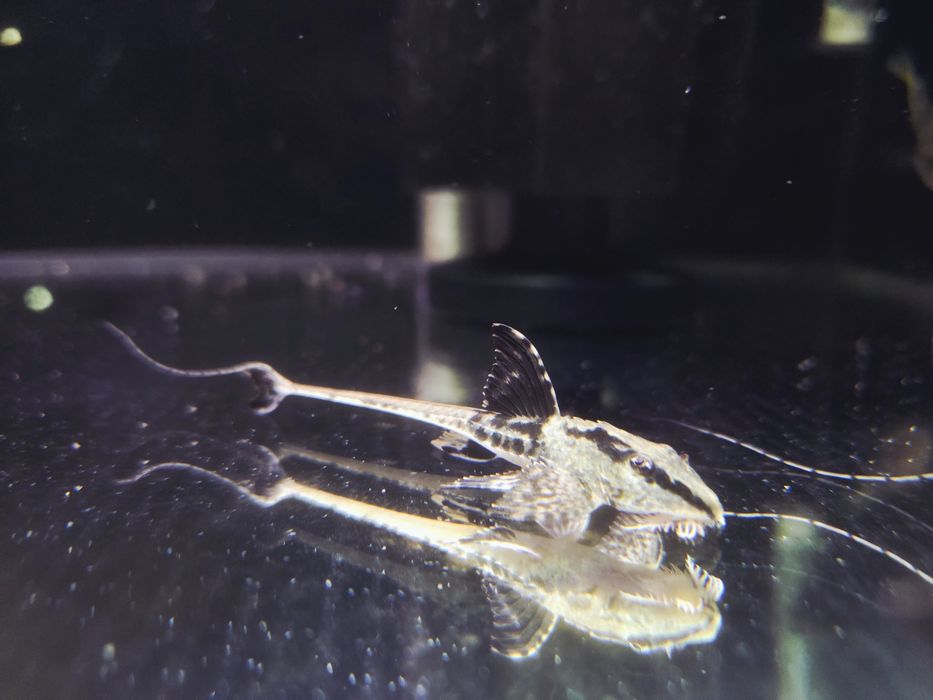 Loricaria rio ATABAPO