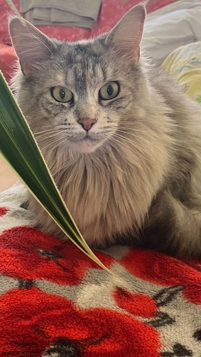 Oddam kotkę Maine Coon