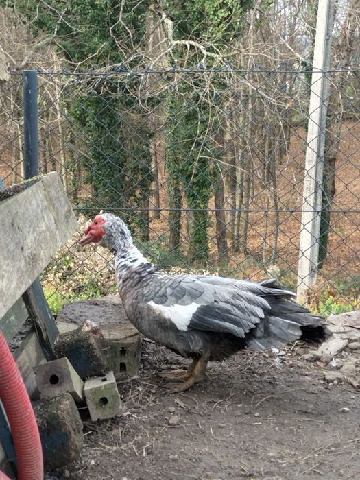 Patos mudos ( 1 macho e 3 fêmeas )