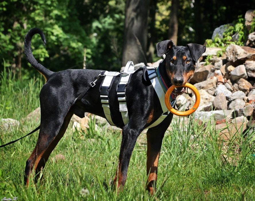 Aron - przepiękny doberman szuka domu