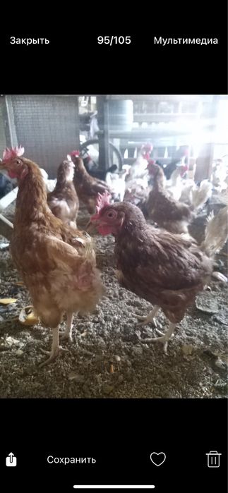 Продам курей несушек.