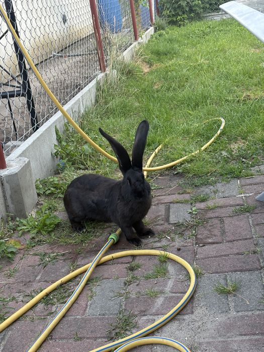 Królik Baks szuka domu
