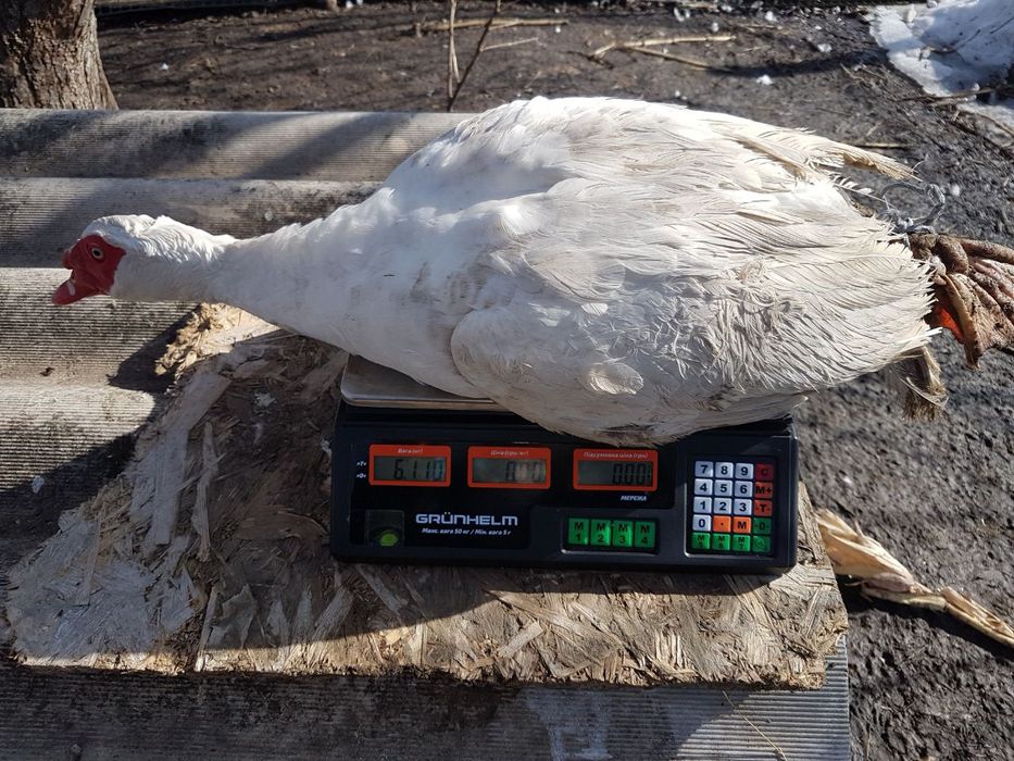 Племенной селезень мускусной утки (индоутки)