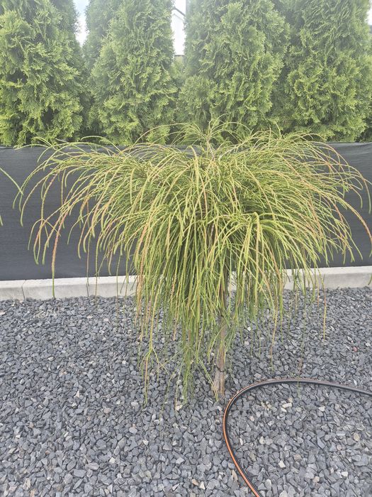 Thuja na pniu  6 sztk  podrośnięta