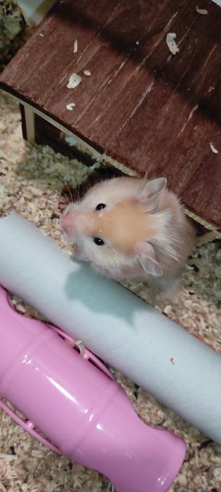 Хомячок, хомяк, хом'як