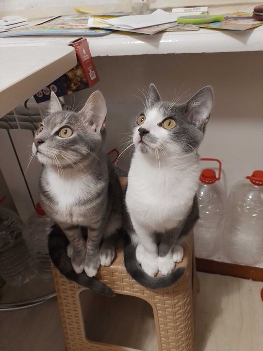 Кіт, кот, кошеня, котенок