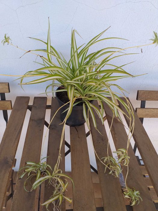 Clorophito planta decorativa