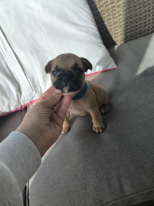 Buldogue Francês  Fawn -  Macho