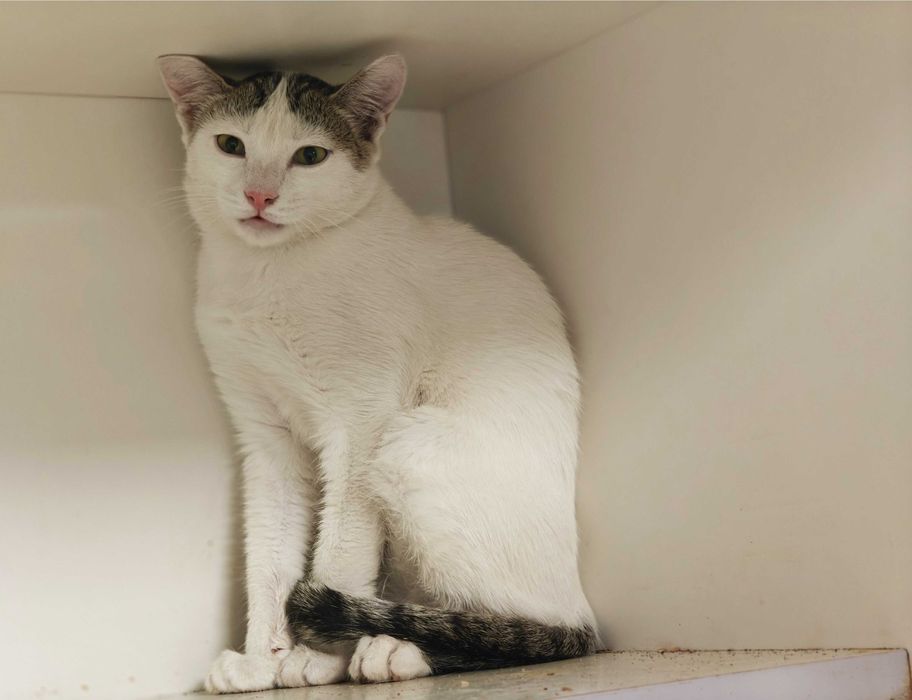 Ясік, 10 міс – лагідний муркотун шукає домівку! кіт кошеня кішка