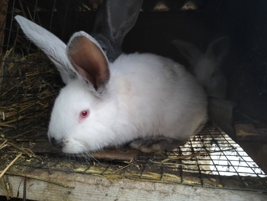 Самці каліфорнії