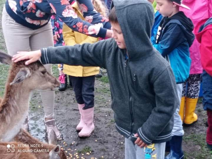 Możliwość odpłatnego transportu Daniel na sprzedaż