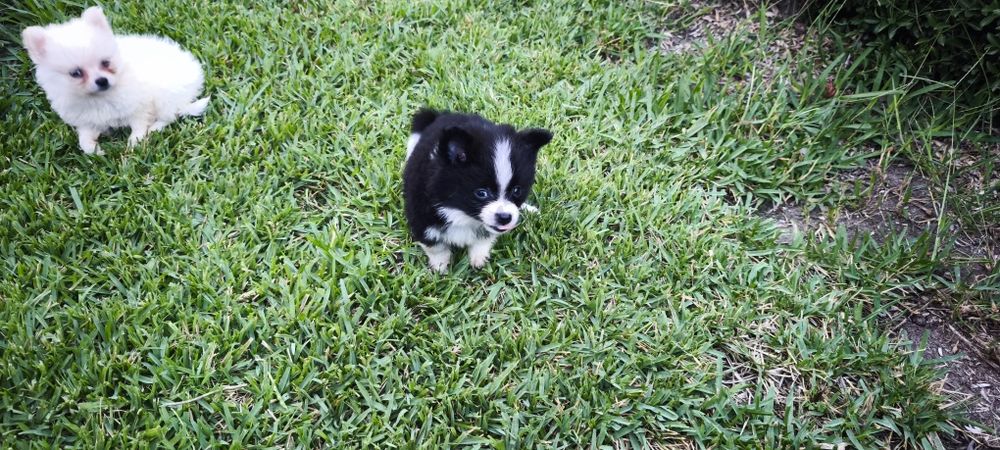 Spitz miniatura para entrega imediata