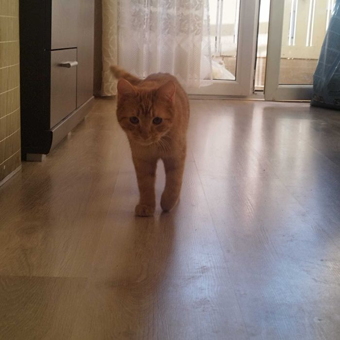 Rudy kocurek i jego mama trikolorka