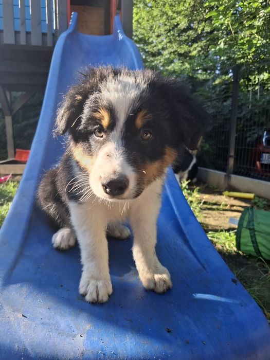 Baster szczeniak Border Collie