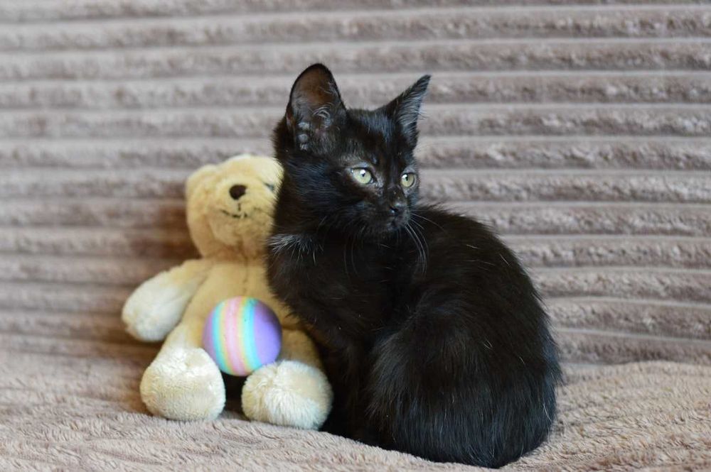 Трогательная малышка Мира в черной шубке очень хочет домой, котенок