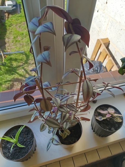 Trzykrotka Pasiatka zwisła