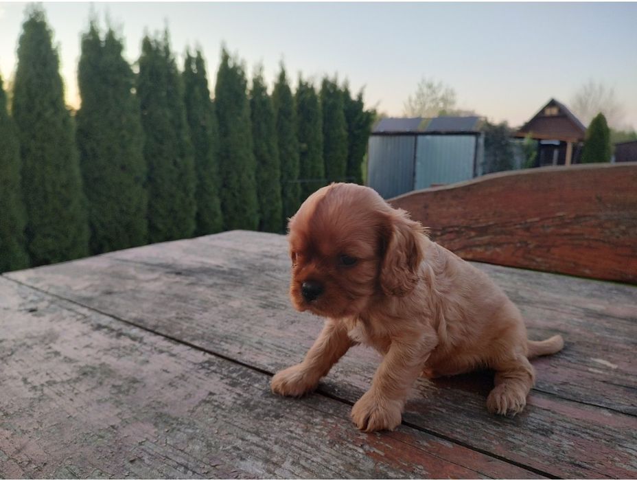 Cavalier King Charles Spaniel Piesek