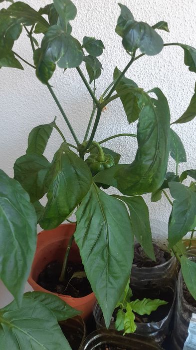 Pimenteiros vareados