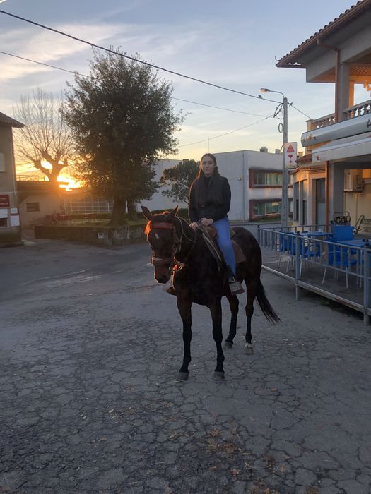 Para venda egua cruzada