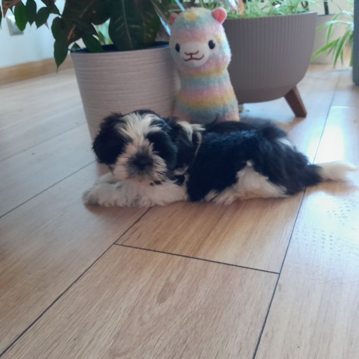 Shih tzu piękny czarno biały piesek