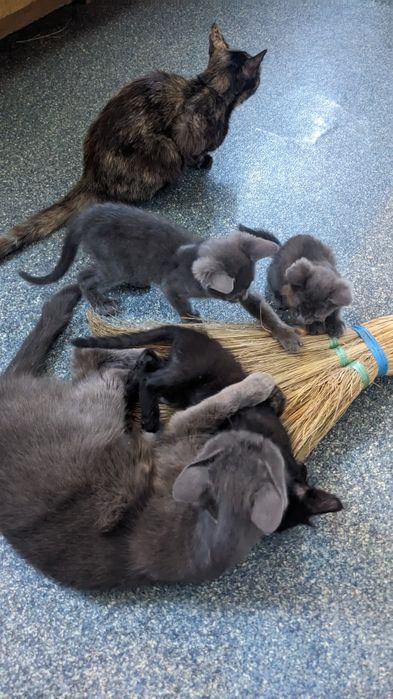 Отдам чудесных котят.