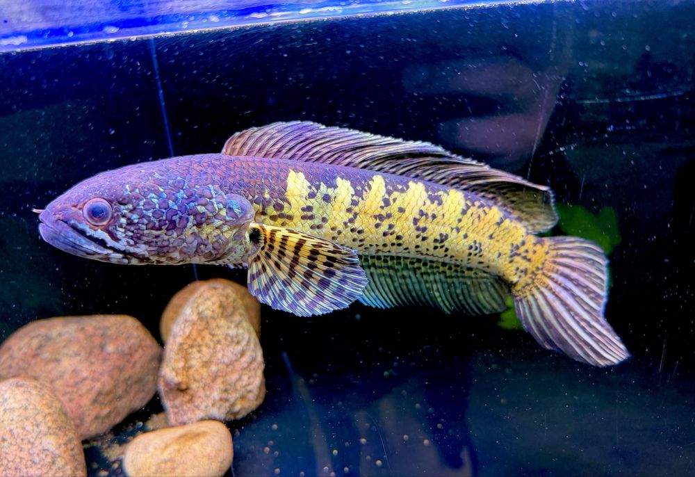 Channa auranti maculata golden cobra 30cm+