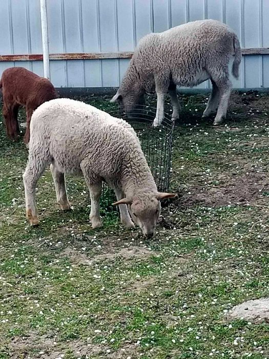 Продам баранів чотири штуки