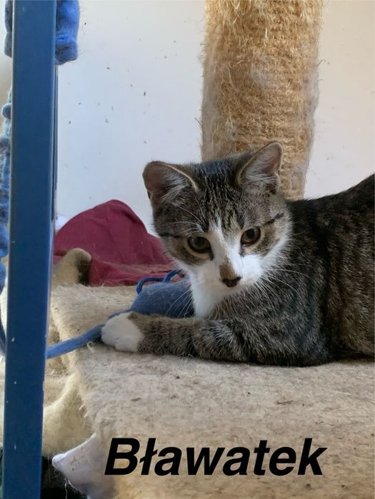 Kwieciste kociaki do adopcji!