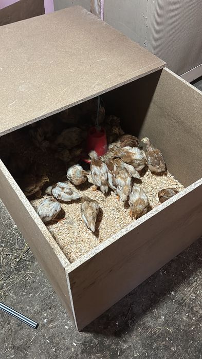 Tenho Poedeira de 3 semana e de 4 semana