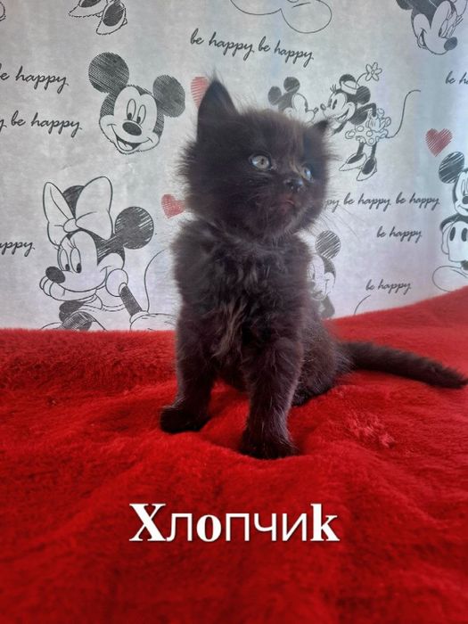 Кошенята шукають дім