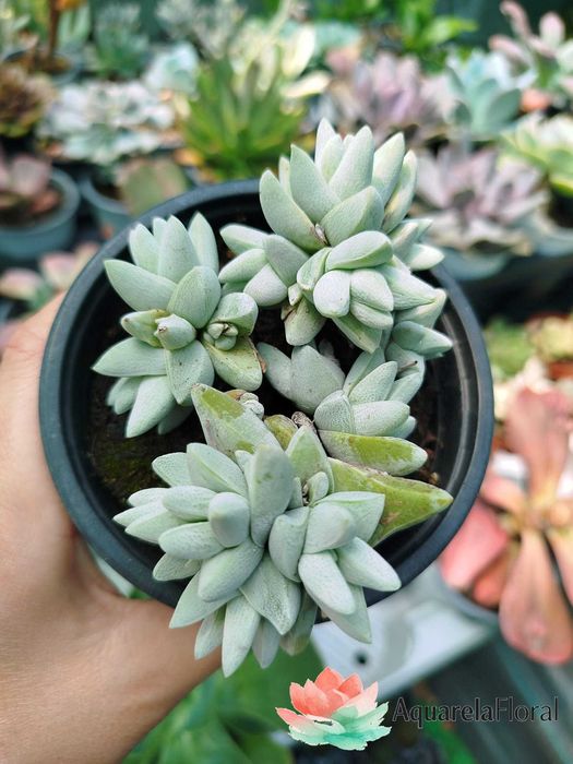 Plantas, suculentas