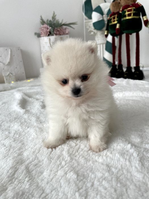 Ексклюзивні  Померанські шпіци з ідеальним характером