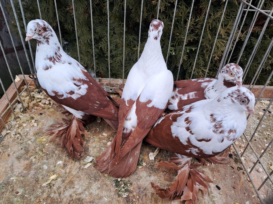 Widyny czerwone  samce I samice