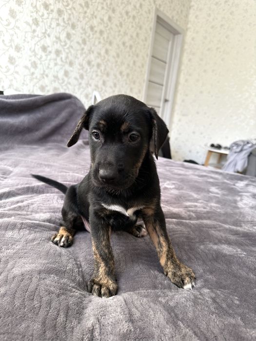 Цуцики   амстафа