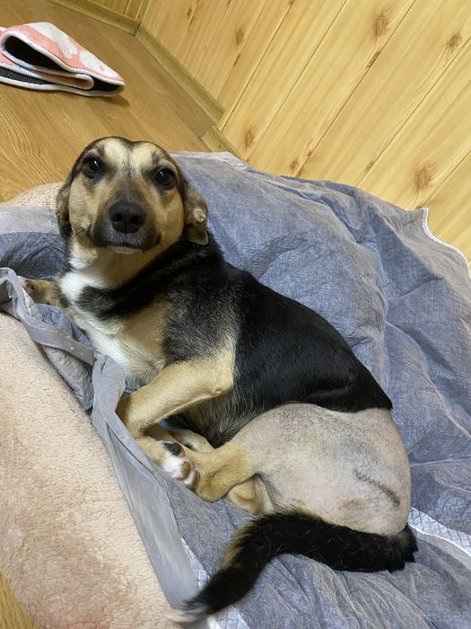 Собачка в добрі руки