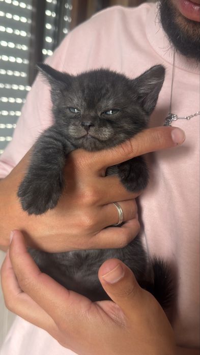 Gato macho boa linhagem