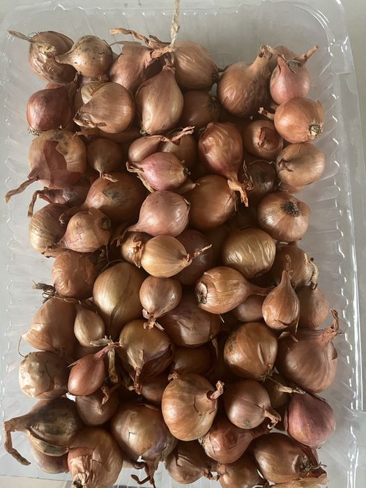 Cebula kartoflanka 2 kg