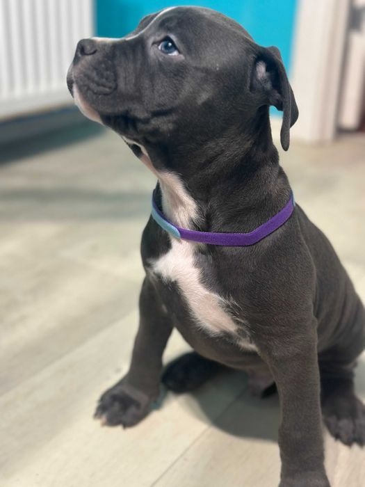 АСТ АМСАТФФ цуценя щенки амстафф АСТ Стаффордширський тер'єр