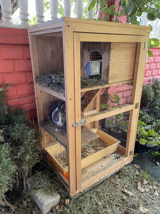 Продам двух декоративных кроликов с клеткой