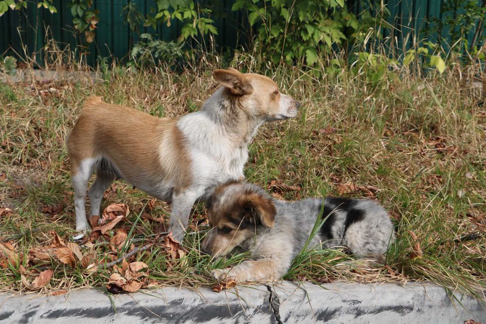 цуценята безкоштовно буде до 10 кг