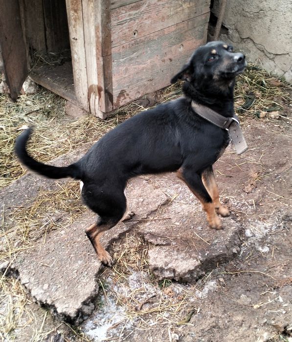 Віддам стерелізованих собак- дівчатка, в добрі руки