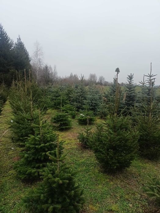 Choinki cięte w i donicach z własnej plantacji