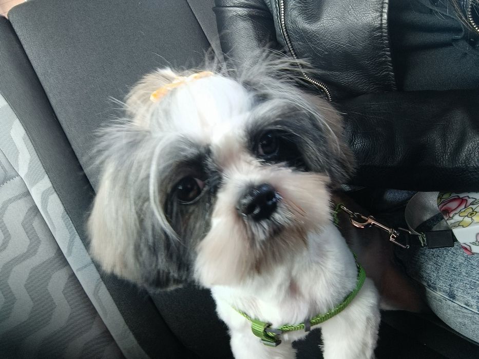 Ищем жениха для Девочки Шитцу