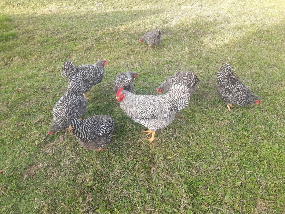 Інкубаційне яйце Амрокса