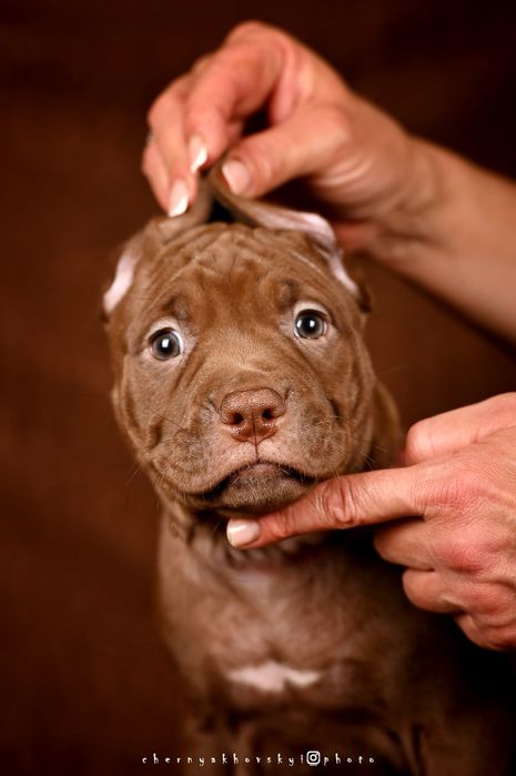 ТОП!!  Цуценя американського пітбультерєра, пітбуль, пит