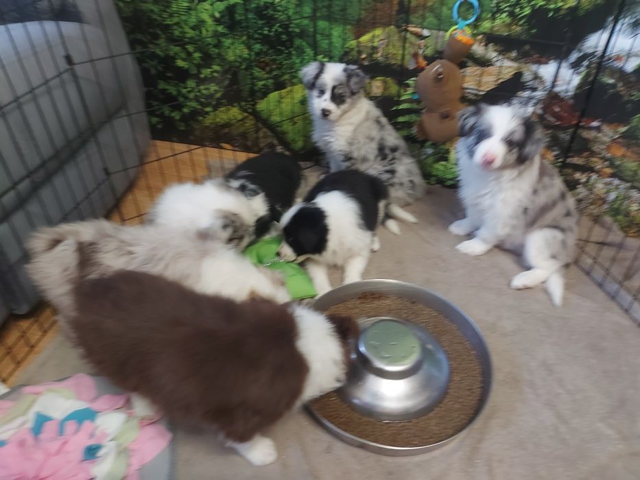 Border Collie  prześliczna suczka czekoladowa z rodowodem i badaniami